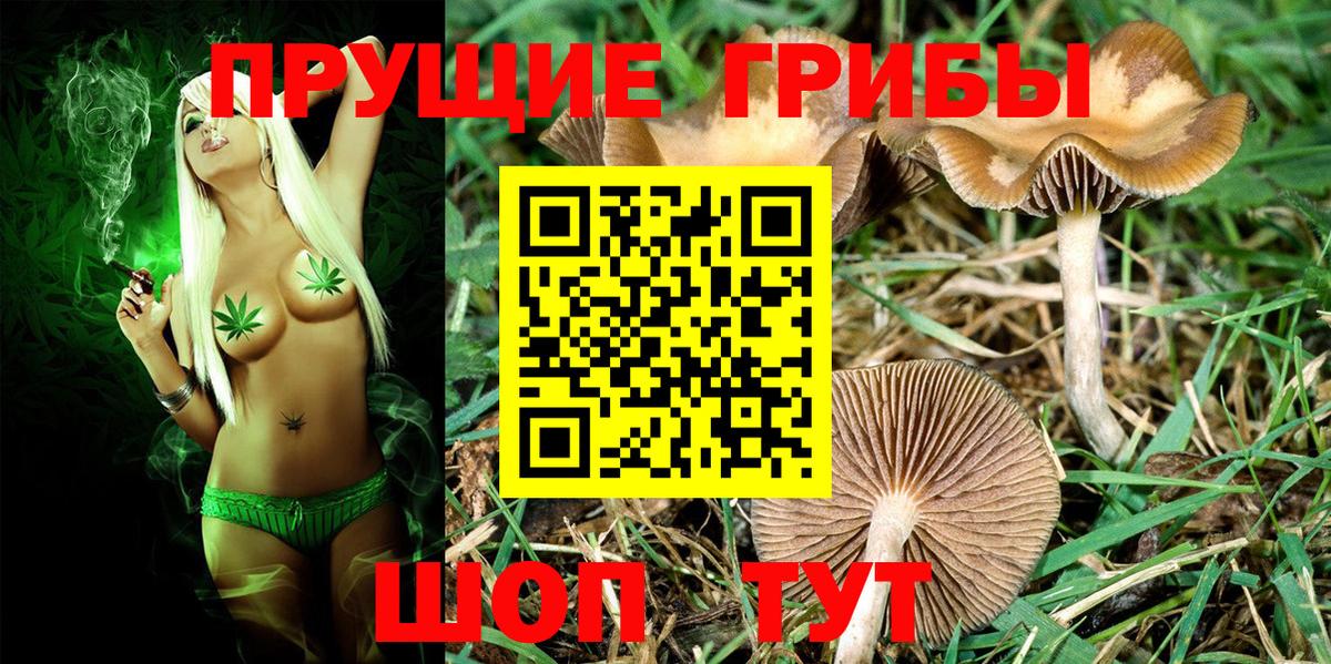 Галлюциногенные грибы Psilocybe Рыбинск